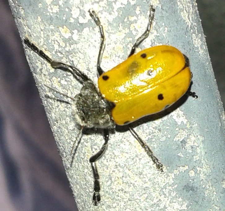 Lachnaia italica? S, Chrysomelidae